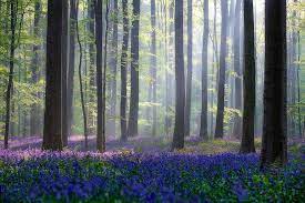 There S A Mystical Forest In Belgium All Carpeted With Bluebell Flowers Beautiful Forest Mystical Forest Nature Photography