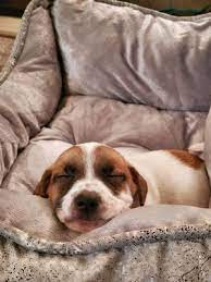 Call or email us today to find out more! Pet Stop 34 Photos 50 Reviews Pet Stores 9124 Foothill Blvd Rancho Cucamonga Ca United States Phone Number Services