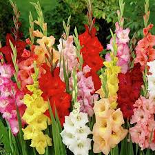 I have heard good things about canadian explorers as well. Rainbow Mix Gladiolus Bulbs Large Flowering Gladiolus High Country Gardens