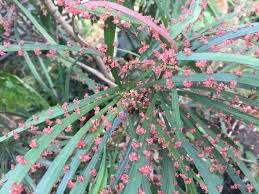 Image result for Phyllanthus polyanthus