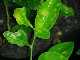 Citrus Canker Taken In Burma