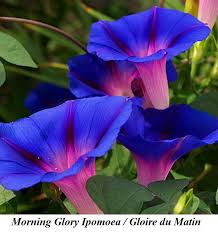 Image result for Convolvulaceae