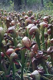 Darlingtonia Californica National Forest Incredible Places California