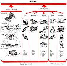 Animal Classification Nature In Your Own Backyard Animal