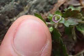 Image result for Stemodiopsis rivae