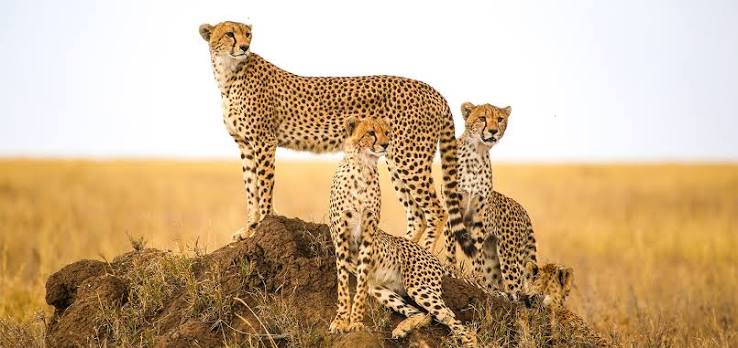 International Cheetah Day Celebrates Reintroduction in India