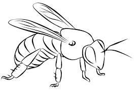 Find more bee coloring page pictures. 9 Bee Coloring Page L Learn About Nature