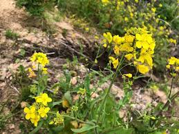Gray and mustard is the only color combination the world needs. Wild Mustard Identification Foraging For Common Edible Weeds Good Life Revival