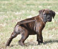 A brindle or reverse brindle pattern is seen in boxers, french bulldogs and corgis, as well as many other types of dogs. Akc All Natural Boxer Puppies Reverse Dark Brindle Russian Lines For Sale In Madera California Classified Americanlisted Com