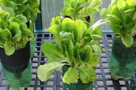 Full text not available from this repository. 3 Keuntungan Berkebun Hidroponik Dan Langkah Mudah Memulainya Semua Halaman Idea