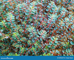 Image result for Euphorbia prostrata