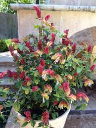 Shrimp Plant Hummingbird Heavan Native Plants Plants Planting Flowers