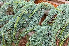 12 inches tall and 18 inches wide! 9 Small Evergreen Shrubs To Grow For Year Round Beauty