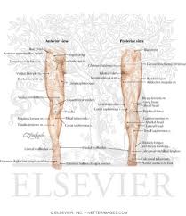Evolutionary scientists believe this stems from man's hunter roots,. Lower Limb Surface Anatomy