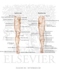 Select a human anatomy system to begin. Lower Limb Surface Anatomy