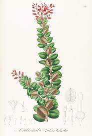 Image result for Agarista salicifolia
