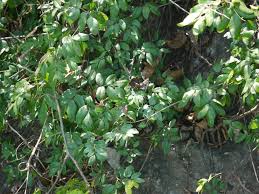 Image result for Rourea