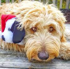 Maybe you would like to learn more about one of these? Harmony Goldendoodles