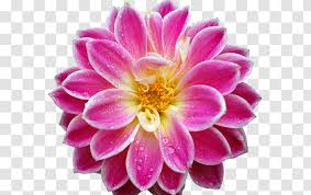 Desktop Wallpaper High Definition Television Flower 1080p Ultrahighdefinition Garden Transparent Png The beautiful flower pictures are sorted by the different names & colors of the flowers.