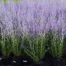 Image result for perovskia atriplicifolia 'little spire'