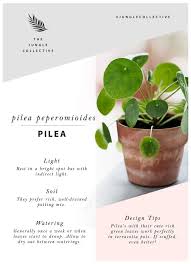 Pin By Merci Pour Le Chocolat On Gardening Cactus House Plants Plants Pretty Plants