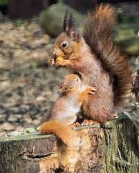 Pin By Theresa On Hritik Rai Animals Wild Animals Animals Beautiful