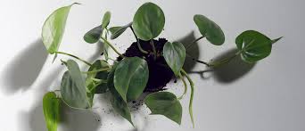 Heart leaf philodendron (philodendron cordatum) and velvet leaf vine (philodendron micans) will grow in water. Philodendron Hederaceum Pikaplant