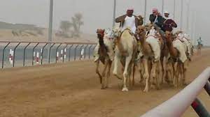 Al wathba camel racetrack 123 km. Camel Races Al Marmoom Camel Race Track Dubai Uae Youtube