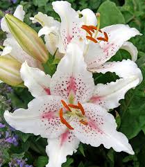 Topf Lilie Muscadet 1a Blumenzwiebeln Baldur Garten