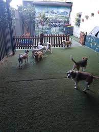 See the closest kennels to your current location (distance 5 km). Dog Boarding Kennels Near Me Spoilt Rotten Dogs