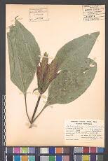 Image result for Syngonanthus longibracteatus