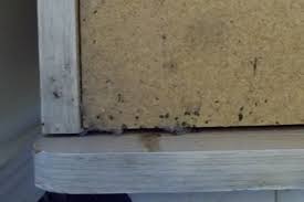 Image result for bed bugs droppings
