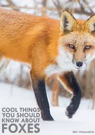 This Is What The Fox Says And Other Cool Things About Foxes Fox Facts For Kids Fox Facts Red Fox Facts