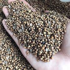 เมล็ดพันธุ์ผักชีไทย ขนาด 25 กรัม Coraninder seed / ลูกผักชี เมล็ดผักชี อ.ฝาง จ.เชียงใหม่ เมล็ดผักชีนำมาใช้เป็นเครื่องเทศ ลูกผักชีจะมีกลิ่นรสคล้ายพืชตระกูลส้ม มะนาว - ดอยลาง ทีแอนด์คอฟฟี่ - ThaiPick