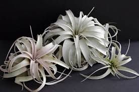 Image result for Xerophyta argentea