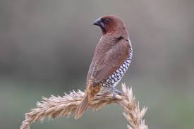 Image result for Stellaria mannii