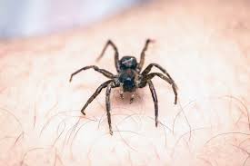 As aranhas podem ser venenosas e representar um verdadeiro perigo para a saúde, principalmente as pretas e as marrons, que normalmente são as mais perigosas. Fui Picado Por Aranha Marrom E Agora Blog Da Polinseto