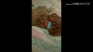 Nothing to worry about, puppies are naturally voracious eaters. My Dog Got Sleep Hiccups And He Makes The Cutest Noiseshttps V Redd It 0rlvkj2f7vm11 How To Get Sleep Cute Puppies Puppy Cat