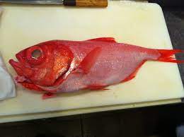 Kinmedai Golden Eye Snapper Japanese Cuisine Golden Eyes Snapper