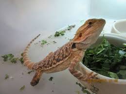 Bearded dragon, central bearded dragon, inland bearded dragon. Egnb5n76mmpc3m