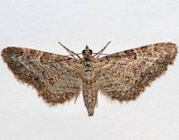 Image result for Eupithecia subumbrata