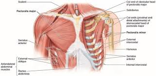Tiga Kelompok Otot Saat Berlari Indonesia Fitness Trainer Association