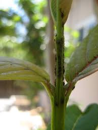 About the guava tree guava leaves grow in opposing pairs and have very distinct veining. What Are These Critters In My Guava Tree And Do I Need To Get Rid Of Them Gardening Landscaping Stack Exchange