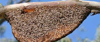 San diego bee removal experts. Bee Man Live Removal San Diego Honey Bee Hive And Nest Removal San Diego