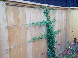 Maybe you would like to learn more about one of these? Easy Way To Train Twining Vine Plants On Walls Fences And Flat Surfaces Garden Vines Vine Fence Plant Wall