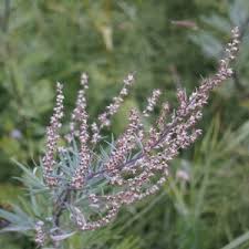 People use codonopsis for hiv/aids, protection against side effects of radiation treatment, heartburn, and other conditions, but there. Mugwort Ancient Herb For Absent Periods Natural Fertility Info Com Natural Fertility Info Com