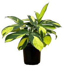 Image result for Ktenante Ctenanthe