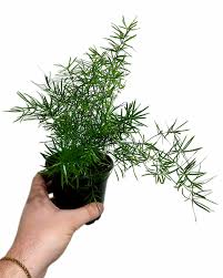 Image result for A. densiflorus Sprengeri