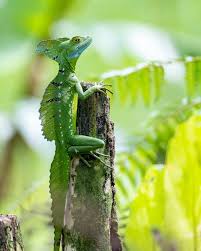 A Big Emerald Basilisk Catching Some Rays Reptiles Cute Reptiles Rare Animals Nature Animals
