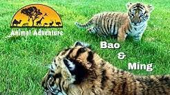 There have been no other connections since, and johari has remained very uninterested in any and all advances. Animal Adventure Park Youtube